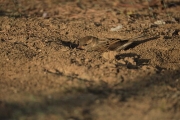 Male House Sparrow (Passer domesticus) perched on a tree branch with a blurred natural background. Close-up portrait of a common small bird , House Sparrow (Passer domesticus) standing on the ground f