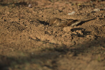 Male House Sparrow (Passer domesticus) perched on a tree branch with a blurred natural background. Close-up portrait of a common small bird , House Sparrow (Passer domesticus) standing on the ground f