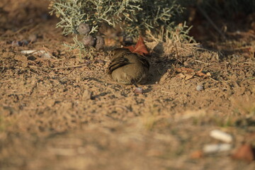 Male House Sparrow (Passer domesticus) perched on a tree branch with a blurred natural background. Close-up portrait of a common small bird , House Sparrow (Passer domesticus) standing on the ground f