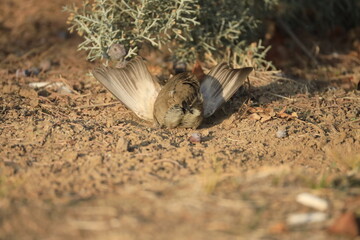 Male House Sparrow (Passer domesticus) perched on a tree branch with a blurred natural background. Close-up portrait of a common small bird , House Sparrow (Passer domesticus) standing on the ground f
