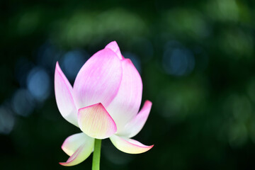 青空に向かって大きな花を広げる古代蓮の花
