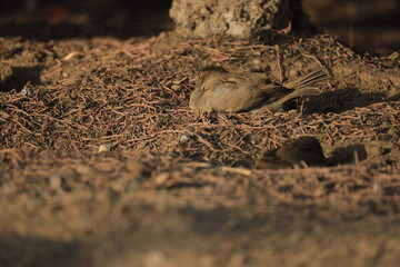 Male House Sparrow (Passer domesticus) perched on a tree branch with a blurred natural background. Close-up portrait of a common small bird , House Sparrow (Passer domesticus) standing on the ground f