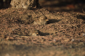 Male House Sparrow (Passer domesticus) perched on a tree branch with a blurred natural background. Close-up portrait of a common small bird , House Sparrow (Passer domesticus) standing on the ground f