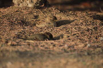 Male House Sparrow (Passer domesticus) perched on a tree branch with a blurred natural background. Close-up portrait of a common small bird , House Sparrow (Passer domesticus) standing on the ground f