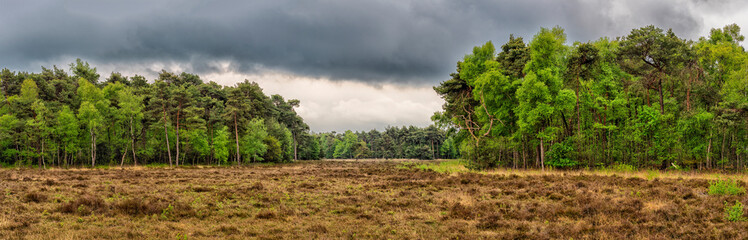 Panoramic view of forest with heather field under cloudy sky