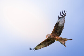 Majestic Red Kite (Milvus milvus) in flight	