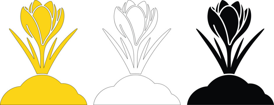 Yellow crocus flower emerging from ground on white background vector illustration drawing sketch and silhouette set