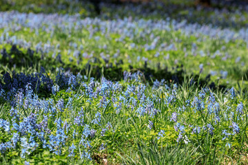北海道富良野市、早春の森を優しく彩るエゾエンゴサク【4月】