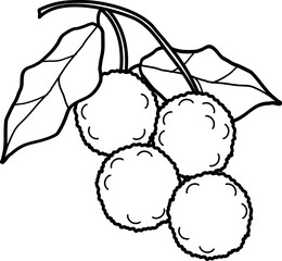 outline illustration of lychee for coloring page