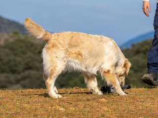 Purebred golden retriever dog in the field finds piece hunting