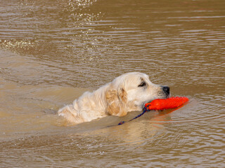 Purebred golden retriever dog swimming in a lake to retrieve an artificial lure