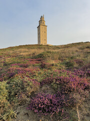 Ancient Lighthouse Tower amidst Blooming Heather