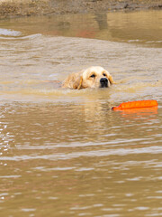 Purebred golden retriever dog swimming in a lake to retrieve an artificial lure