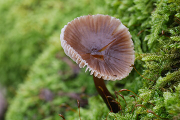 Mycena megaspora Mushroom cap color close-up nature naturalistic