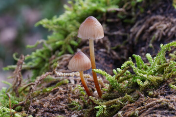 Mycena megaspora Mushroom cap color close-up nature naturalistic
