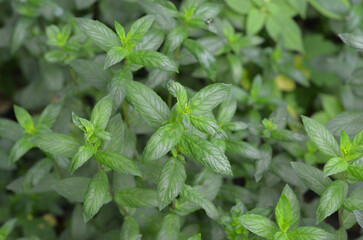 Fresh Peppermint Leaves Green Mint Plant Background