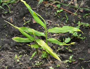 Fresh Young Ginger Plant Growing in Soil Organic Ginger Root Herb Spice