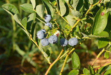 Fresh Blueberries on Bush Highbush Blueberry Duke Variety Organic Fruit