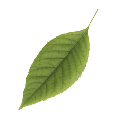 Green leaf isolated on white transparent background.