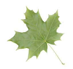 Green maple leaf isolated on white transparent background.