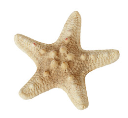 Starfish isolated on a white transparent background.
