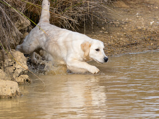 Purebred golden retriever dog in the field next to a lake looking to collect piece hunting