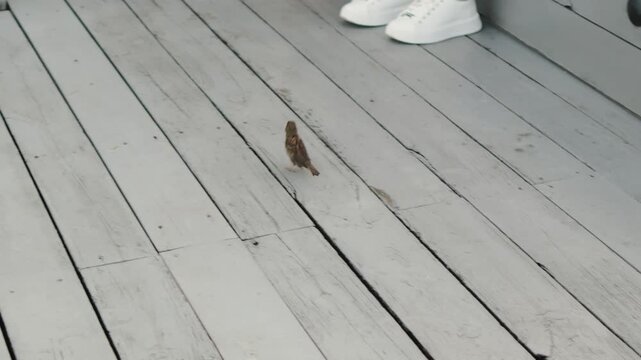 small sparrow on weathered white deck hops along painted planks near casual human feet, sneakers and sandals