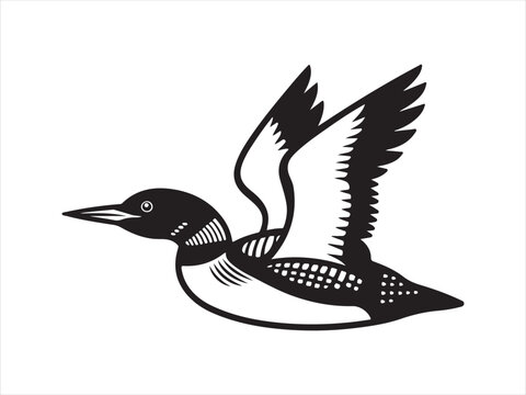 Loon Flying Bird Silhouette, Vector, Illustration.  Loon silhouette vector illustration on flying design