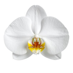 Beautiful pink and purple phalaenopsis orchid flower with exotic petals isolated on a white background for a closeup macro nature blossom