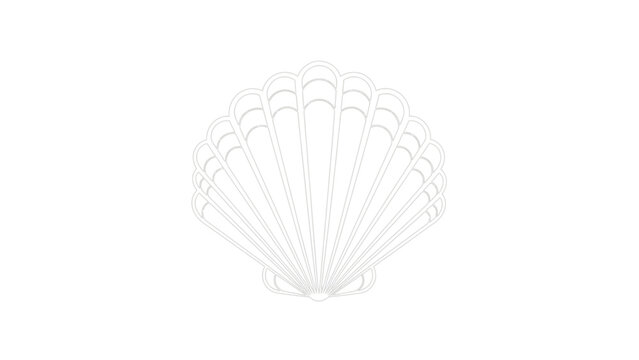 A delicate white scallop shell isolated on a pure white background.