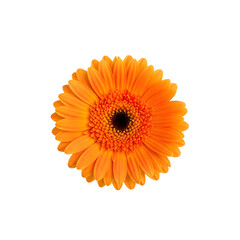 Bright orange gerbera daisy in full bloom isolated on transparent background