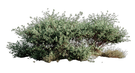 Dense, leafy desert shrub with fine branches and scattered dry foliage