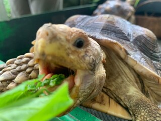 The African Geocheleno Sulcata  spurred tortoise is an endangered species inhabiting the southern edge of Sahara Desert. the largest mainland species in Africa.