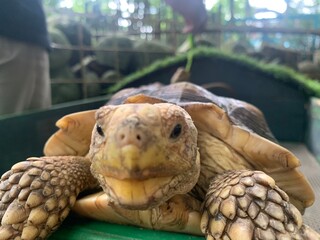 The African Geocheleno Sulcata  spurred tortoise is an endangered species inhabiting the southern edge of Sahara Desert. the largest mainland species in Africa.