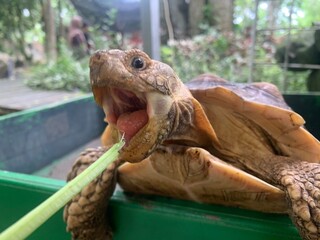 The African Geocheleno Sulcata  spurred tortoise is an endangered species inhabiting the southern edge of Sahara Desert. the largest mainland species in Africa.