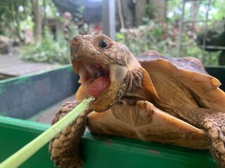 The African Geocheleno Sulcata  spurred tortoise is an endangered species inhabiting the southern edge of Sahara Desert. the largest mainland species in Africa.