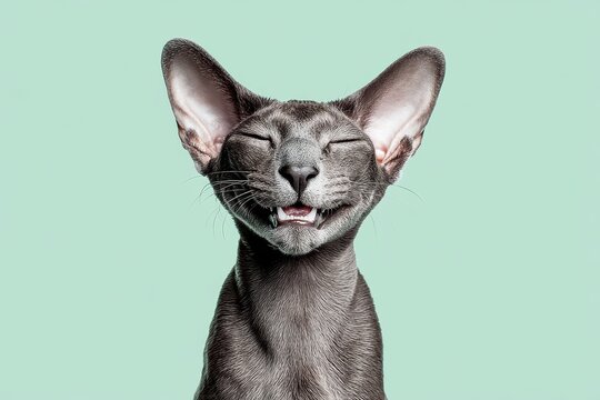 Portrait of a smiling peterbald cat isolated in pastel green background.