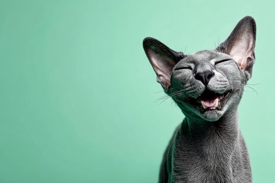 Portrait of a smiling peterbald cat over pastel green background.