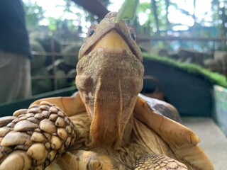 The African Geocheleno Sulcata  spurred tortoise is an endangered species inhabiting the southern edge of Sahara Desert. the largest mainland species in Africa.