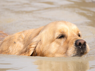Purebred golden retriever dog swimming in a lake to retrieve a hunting piece
