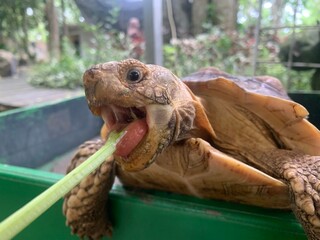 The African Geocheleno Sulcata  spurred tortoise is an endangered species inhabiting the southern edge of Sahara Desert. the largest mainland species in Africa.