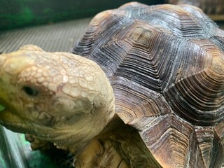 The African Geocheleno Sulcata  spurred tortoise is an endangered species inhabiting the southern edge of Sahara Desert. the largest mainland species in Africa.