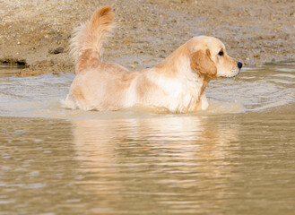 Purebred golden retriever dog in the field inside a lake looking to collect a hunting piece