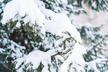 Close up of snow-covered spruce branches in winter. High quality photo