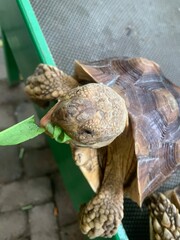 The African Geocheleno Sulcata  spurred tortoise is an endangered species inhabiting the southern edge of Sahara Desert. the largest mainland species in Africa.