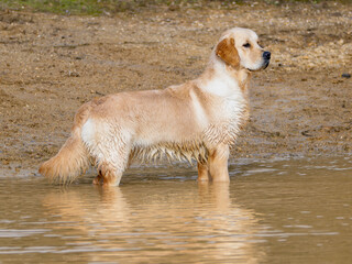 Purebred golden retriever dog in the field inside a lake looking to collect a hunting piece