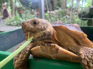 The African Geocheleno Sulcata  spurred tortoise is an endangered species inhabiting the southern edge of Sahara Desert. the largest mainland species in Africa.