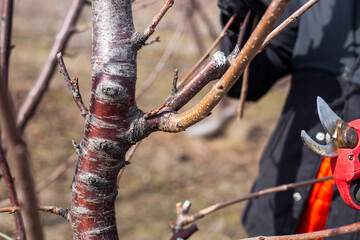 A gardener carries out spring pruning of trees in the garden using electric pruning shears