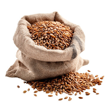 Burlap sack overflowing with whole grain rye wheat spilling onto a white surface isolated on a transparent background 1