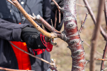 A gardener carries out spring pruning of trees in the garden using electric pruning shears